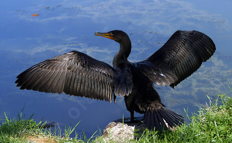 Double-crested Cormorant