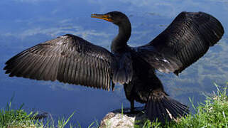 Cormoran à aigrettes