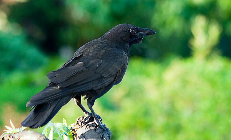 Carrion Crow