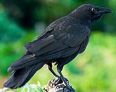 Carrion Crow