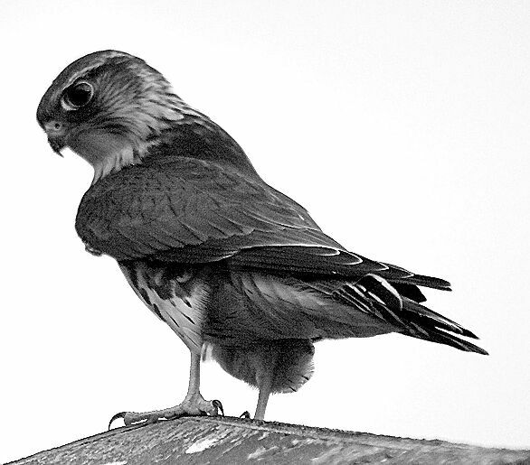 American Kestrel