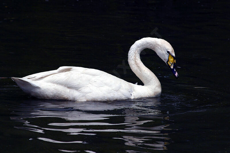 Tundra Swan