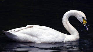 Tundra Swan