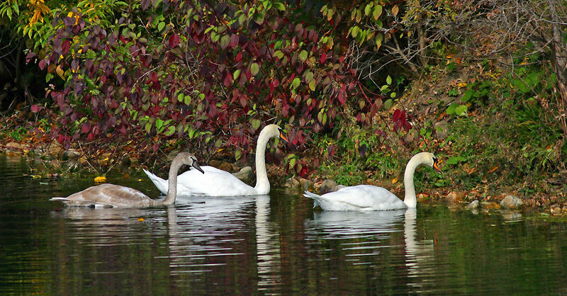 Mute Swan 