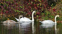 Cygne tuberculé