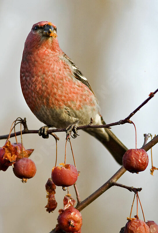 Pine Grosbeak male