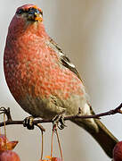 Pine Grosbeak