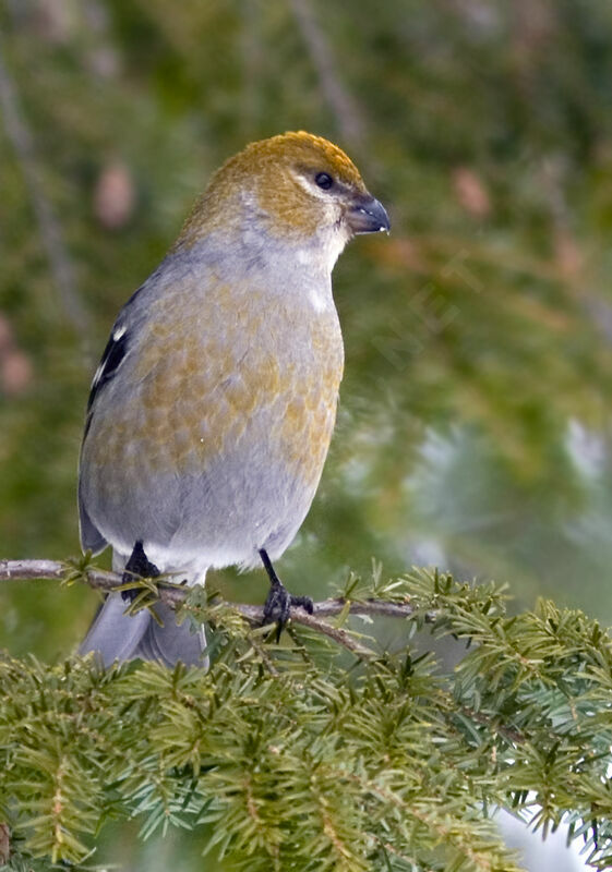 Pine Grosbeak female