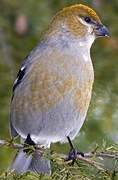 Pine Grosbeak