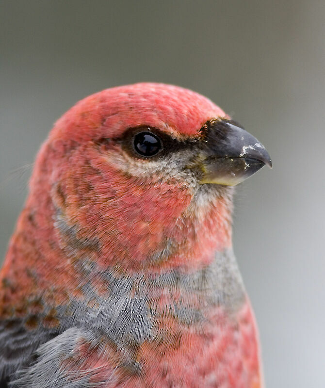 Pine Grosbeak male