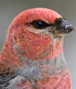 Pine Grosbeak