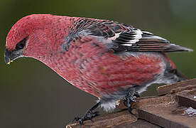 Pine Grosbeak