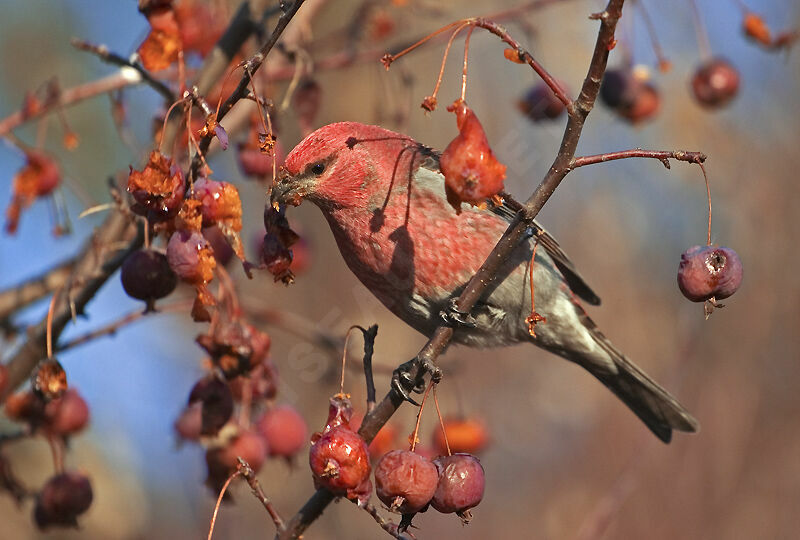 Pine Grosbeak male