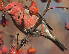 Pine Grosbeak