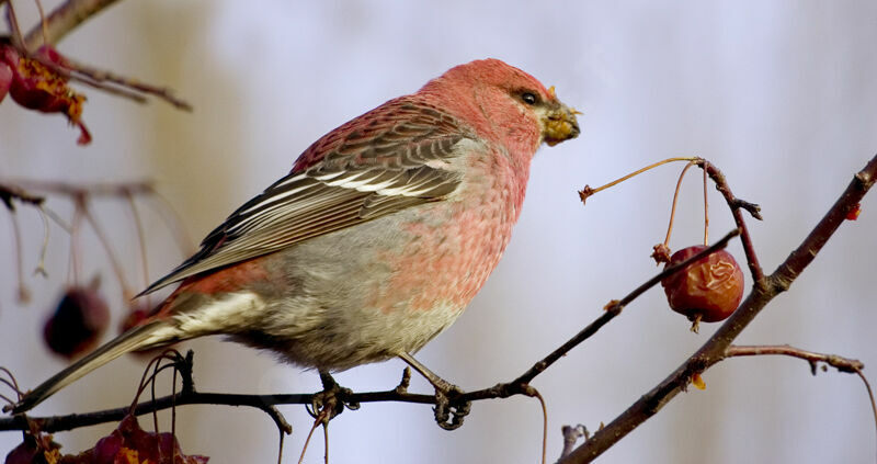 Pine Grosbeak male