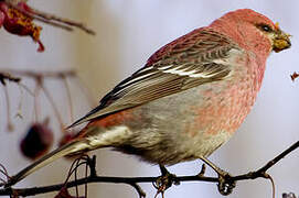 Pine Grosbeak