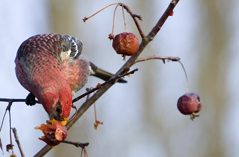 Pine Grosbeak male