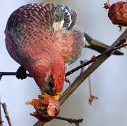 Pine Grosbeak