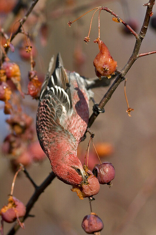 Pine Grosbeak male