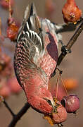 Pine Grosbeak