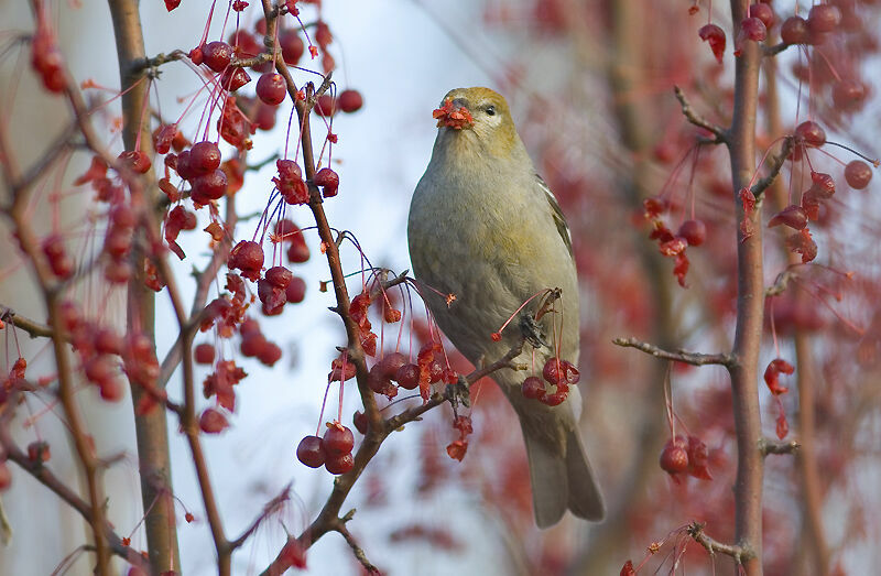 Pine Grosbeak female