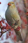 Pine Grosbeak