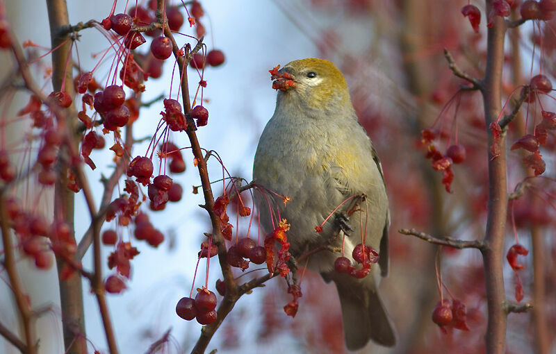 Pine Grosbeak female