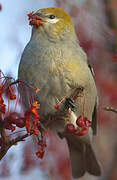 Pine Grosbeak