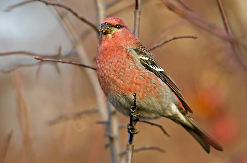 Pine Grosbeak male