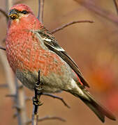 Pine Grosbeak