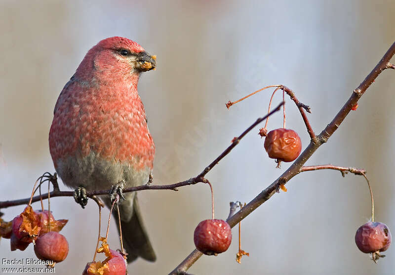 Pine Grosbeak male adult, feeding habits, eats