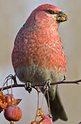 Pine Grosbeak