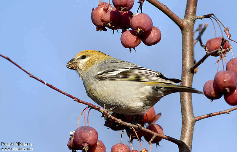 Pine Grosbeak female