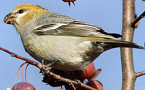 Pine Grosbeak