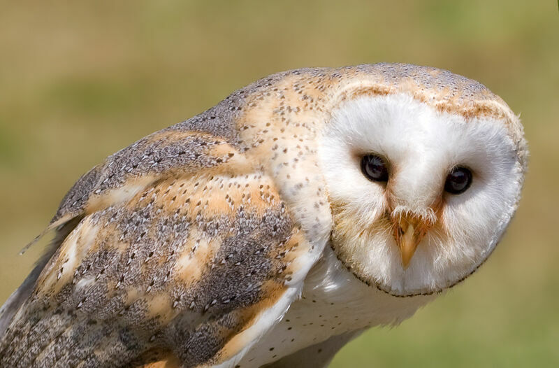 American Barn Owl, identification