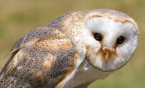 American Barn Owl