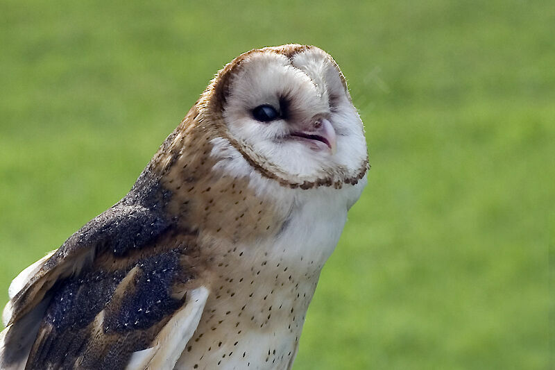 American Barn Owladult, close-up portrait