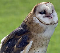 American Barn Owl