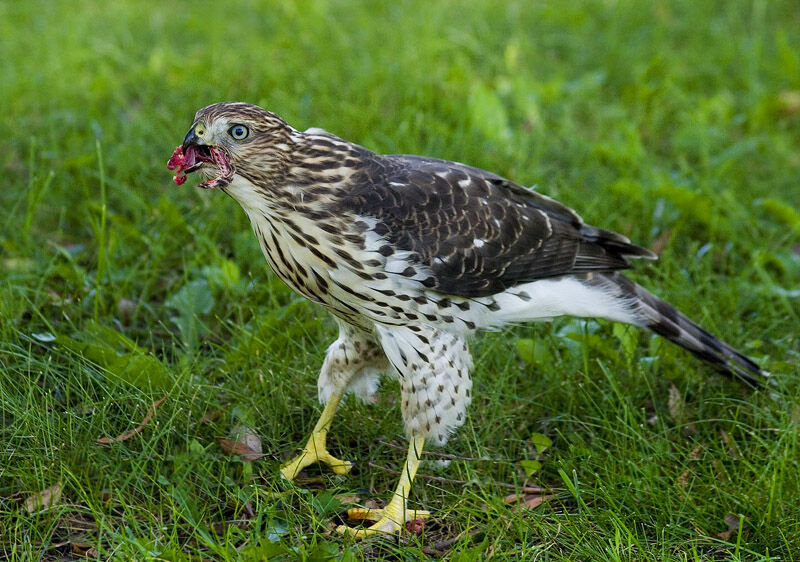 Cooper's Hawk