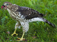 Cooper's Hawk