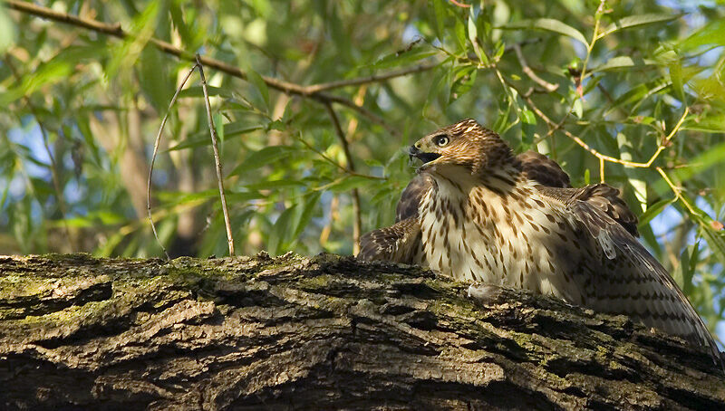 Cooper's Hawk