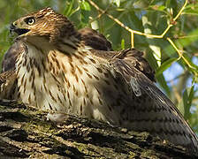 Cooper's Hawk