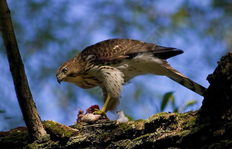 Cooper's Hawk