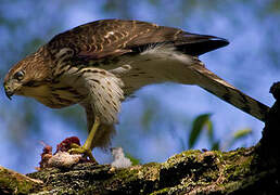 Cooper's Hawk