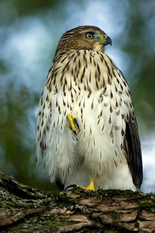 Cooper's Hawk