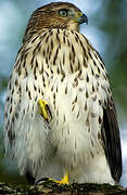 Cooper's Hawk