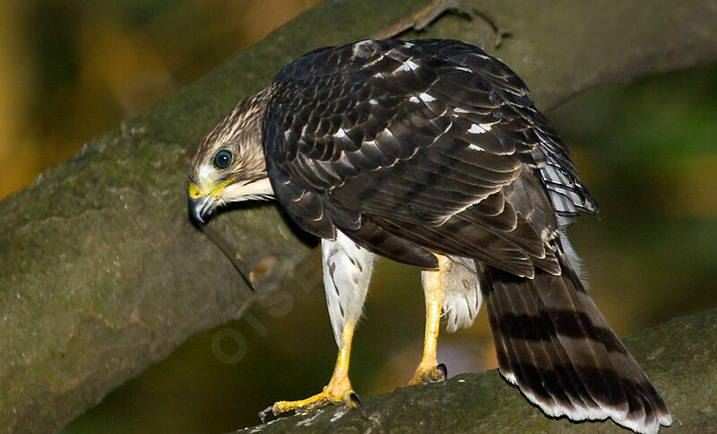 Cooper's Hawkjuvenile