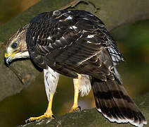 Cooper's Hawk