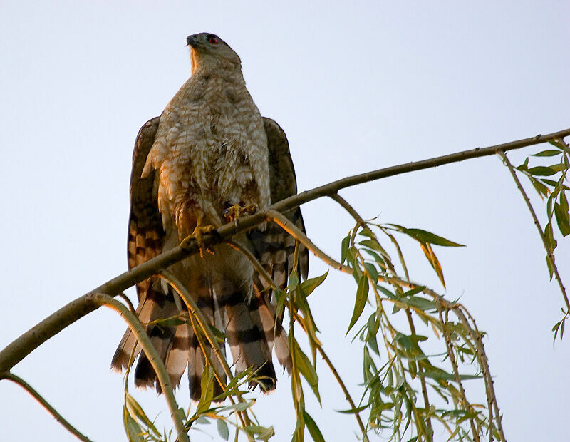 Cooper's Hawk