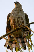 Cooper's Hawk